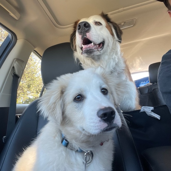 Meet your Posher, Bug! - Picture 4 of 12